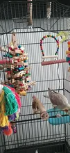 Toy Blocks Bird-Cage Bite-Toy Macaws Parrot Cockatoos Chewing Toy-Bird African Grey Large