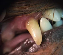 Raspador Dental ultrasónico, eliminador de cálculo Dental, herramientas de escalado Dental, raspador de dientes eléctrico portátil, pantalla inteligente, limpiador de dientes de agua