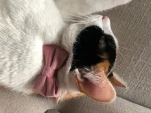 Collar de gato de terciopelo con lazo liso para cachorro, Chihuahua, con campana, hebilla de seguridad ajustable, pajarita para gatos, accesorios para mascotas