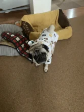 Clothing Bulldog-Clothes Corgi Raincoat Poodle Pug Bichon French Waterproof for Schnauzer