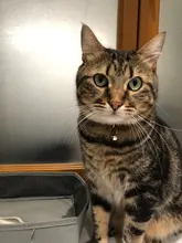 Cat-Collar Necklace Pets-Dog-Accessories Name Reflective Chihuahua Personalized Nylon