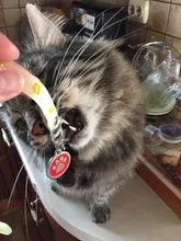 Etiquetas personalizadas para perro, colgante con nombre para gato, cachorro, mascota, Collar, accesorios para mascotas, hueso/perro, etiqueta para perro