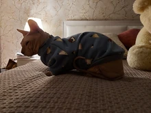 Cartoon Cat Hoodie Sweater Autumn Winter Pet Cat Clothes for Cats Katten Kedi Pullovers