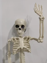 Skeleto-modelo activo para personas, esqueleto de anatomía, esqueleto de modelo médico, aprendizaje, decoración para fiesta de Halloween, boceto de arte