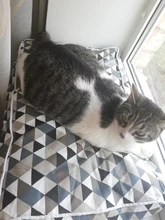 Pet-Bed-Mats House Bench Pet-Kennel Dog-Bed Dogs Large Sofa Puppy Cats Kitten Small 