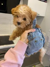 Jeans Clothing Jacket Coat Dog-Costume Puppy Dogs Small Denim Pet Medium for Chihuahua