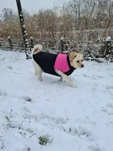 Jacket Yorkshire Terrier Padded-Coat Pet-Dog-Clothes Winter for Pitbull Chihuahua Warm