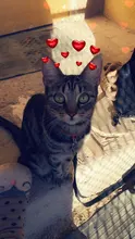 Collar de cuadros coloridos para perros pequeños, lazo de algodón a rayas con nudo para Bulldog, Chihuahua, pajarita para cachorros y gatos, Bandana de fiesta