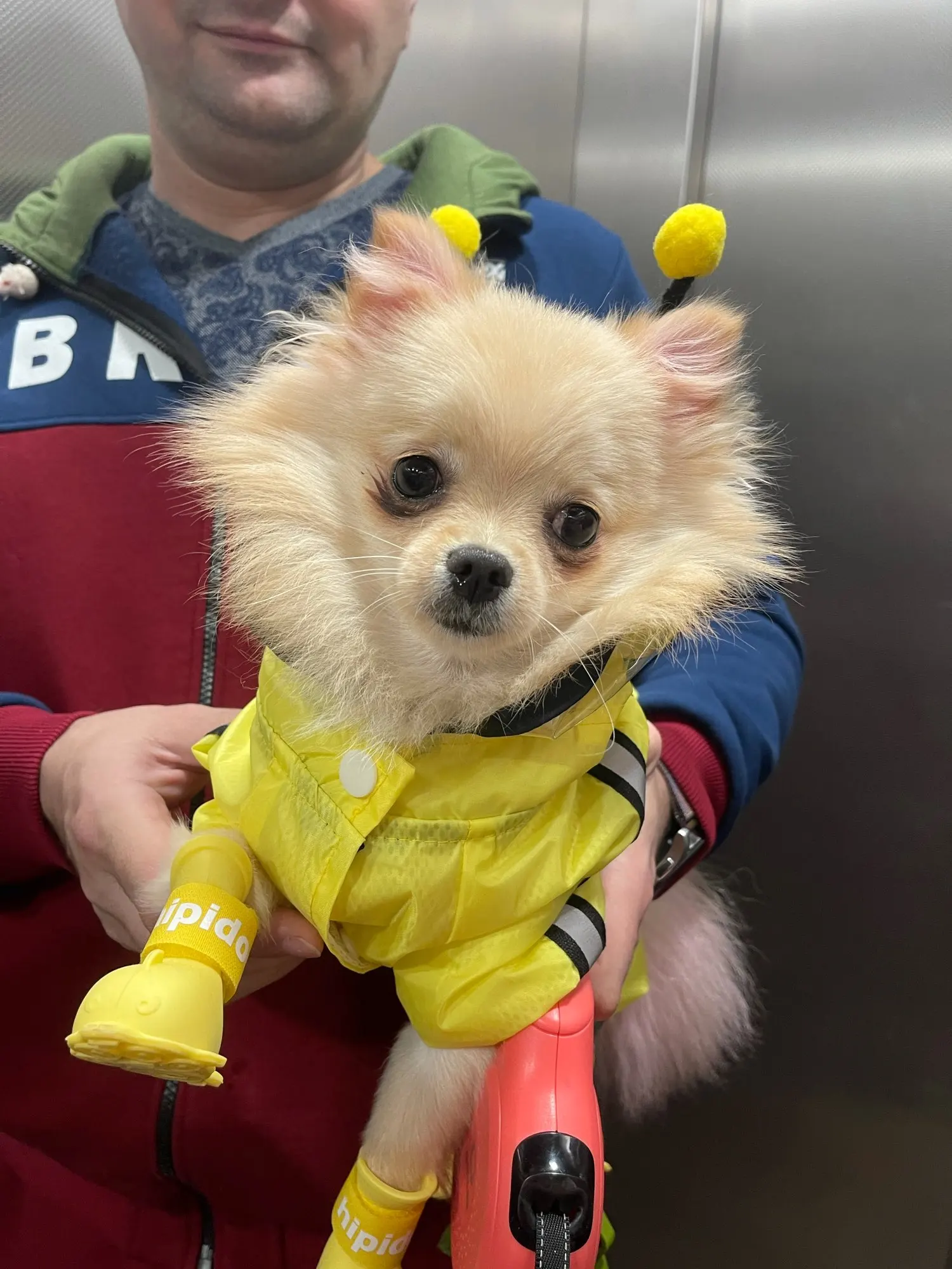 Dog Four-legged Bee Shaped Raincoat | Variety Size Raincoat for Dog with Harness photo review