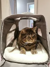 Dog-Carrier-Bags Airline Pet-Cat-Dog-Backpack Portable Cats Small Dog for Approved