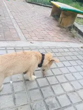 Pet-Trainer Shocking Dog-Training-Collar Electric Rechargeable Dog-Accessories Remote