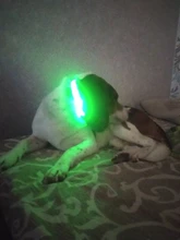 Light Puppy-Accessories Dog-Supplies Dog-Collar Luminous Pet Dogs Rechargeable Personalized