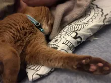 Cats-Bells-Collars Accessories Buckles Pattern-Supplies Reflective Adjustable Fashion