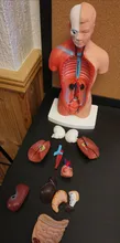 Torso humano cuerpo modelo de anatomía, anatómico médico los órganos internos para la enseñanza Dropshipping. Exclusivo.