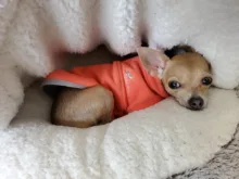 Coat-Jackets Fleece Vest Pug-Costumes Dogs French-Bulldog Chihuahua Winter Small Medium