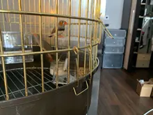 Box Cage Perch-Stand Birds-Supplies Bird-Parrot-Feeder Feeding-Tools Hanging Parrots