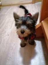 Dog-Shirts Dogs Plaid British-Style Cotton Medium Pet-Puppy Kevnicely for Small Cat Y024