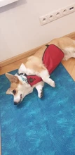 Proteger Corgi barriga delantal impermeable ropa de perro mascota pequeña pierna corta pierna perros mascotas ropa de Bulldog Francés traje para Pug S-L