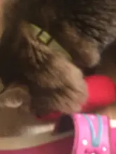 Cat-Toy Interactive-Tools Pet-Supplies Plush-Toys Mint-Scratcher Catnip Teeth-Grinding