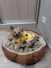 Dibujo de fruta vestido para perros y mascotas, ropa de verano para cachorros, falda, camiseta, Chihuahua, ropa para perro pequeño, Yorkshire