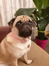 Collar de estrás para perro 3 filas de cuero de gamuza de Diamante gato cachorro 5 colores para pequeño mediano perros Chihuahua Yorkshire