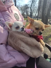 Cable-Connectors Splicing Push-In-Terminal-Block Fast-Wire Universal Mini SPL-2/3 Compact