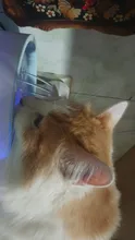 DRINK-FILTER Cat-Feeder Cat-Fountain Pet-Drinking-Water-Dispenser Cats Automatic LED