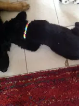 Collar que elimina pulgas y garrapatas para perros y gatos, repelente de mosquitos e insectos, Collar para gatos de pulga y garrapata de hasta 8 meses