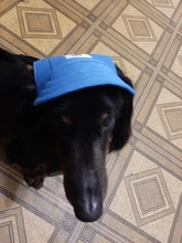 Sombrero para mascotas con agujeros para las orejas, gorra de béisbol ajustable para perros medianos pequeños, gorro para perro, para exteriores, senderismo, productos para mascotas