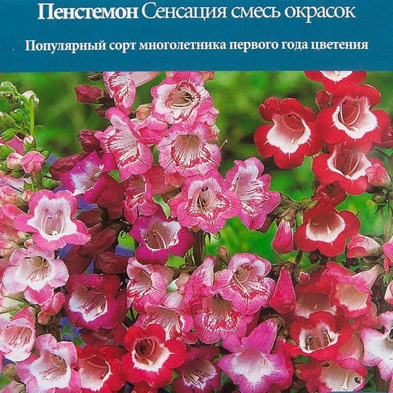Пенстемон Многолетний Купить Семена В Спб