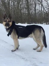 Collar táctico militar ajustable para perro, collares para perro y mascotas, correa de Control, Asa de entrenamiento, Collar de Gato para perros pequeños y grandes