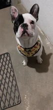 Arnés de Mascota para Bulldog Francés, correas pequeñas y medianas para perros, chaleco de cachorro francés, correa de plomo para perro que camina, productos para mascotas