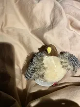 Simulation Bird Mouse Pet Cat Toy Kitten Interactive Training Scratching Toy Feather