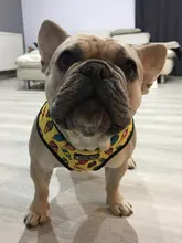 Dog-Harness Leash-Set Pets-Puppy No-Pull Dogs French-Bulldog Small Pug Breathable 