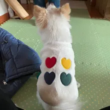 Costume Puppy-Clothes Love-Rainbow-Vest PETCIRCLE Pet-Cat Dog Winter New Fit And Four-Color