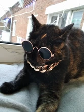 Necklace Pet-Accessories Photos-Props Cat-Chain Kitten Show-Off-Collar Gold Puppy Dogs