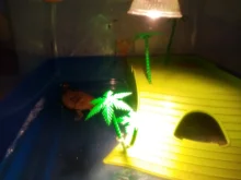 Rest-Bulb Heat-Lamp Reptile-Tortoise Tortuga Basking UVA Uvb-3.0 Temperature-Controller