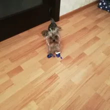 Pet-Shoes Snow-Boots Yorkie Anti-Slip Dogs Chihuahua Small Winter for Cats Reflective