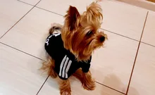 Adidog-ropa para perros pequeños, chaqueta con capucha deportiva de invierno, suéter de algodón suave abrigado puro, Chihuahua de peluche, ropa para cachorros
