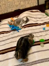 Squeaky Toy Cleaning-Toys Puppy-Rubber Dog-Play-Balls Molar Pet-Chew Tooth Bite-Resistant