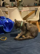 Collier-Collar para gatos con estampado de pata, correa de nailon ajustable para el cuello, para gatos