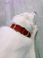 Dog-Collar Id-Plate Engraved Dogs Pitbull Custom Personalized Padded with Tag 2-Layers