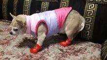 Rain-Shoes Boots Husky Puppy Pets Dog Chihuahua Large Waterproof Anti-Slip Small 