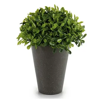 

Decorative Plant Ibergarden (13 x 17 x 13 cm) Plastic