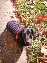 Dog Clothing Jacket Pullover French Bulldog Fleece Shirt Pet-Coat Puppy Camouflage Warm