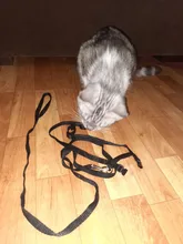 Arnés de nailon para Collar de Mascota, correa ajustable de tracción, cuello Halter de correa para animales, gatitos y mascotas, patrón aleatorio