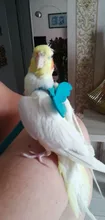 Leash-Set Training-Rope Parrot-Harness Cockatiel Birds Macaw Budgie Outdoor Flying And