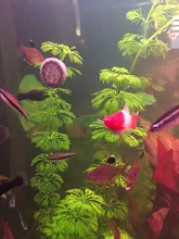 Shrimp Aquarium Astaxanthin Spirulina Fish-Food-Tablet Nutrition Tropical-Fish-Feed Algae