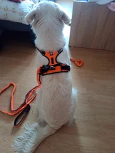 Leash Truelove Dog Elastic Retractable Running-Bungee Hand-Held Jogging Walking Dog-Leads