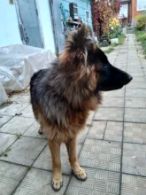 Pet-Comb Dog-Brush Rake Dematting Puppy-Goomer Undercoat Professional Removes Benepaw